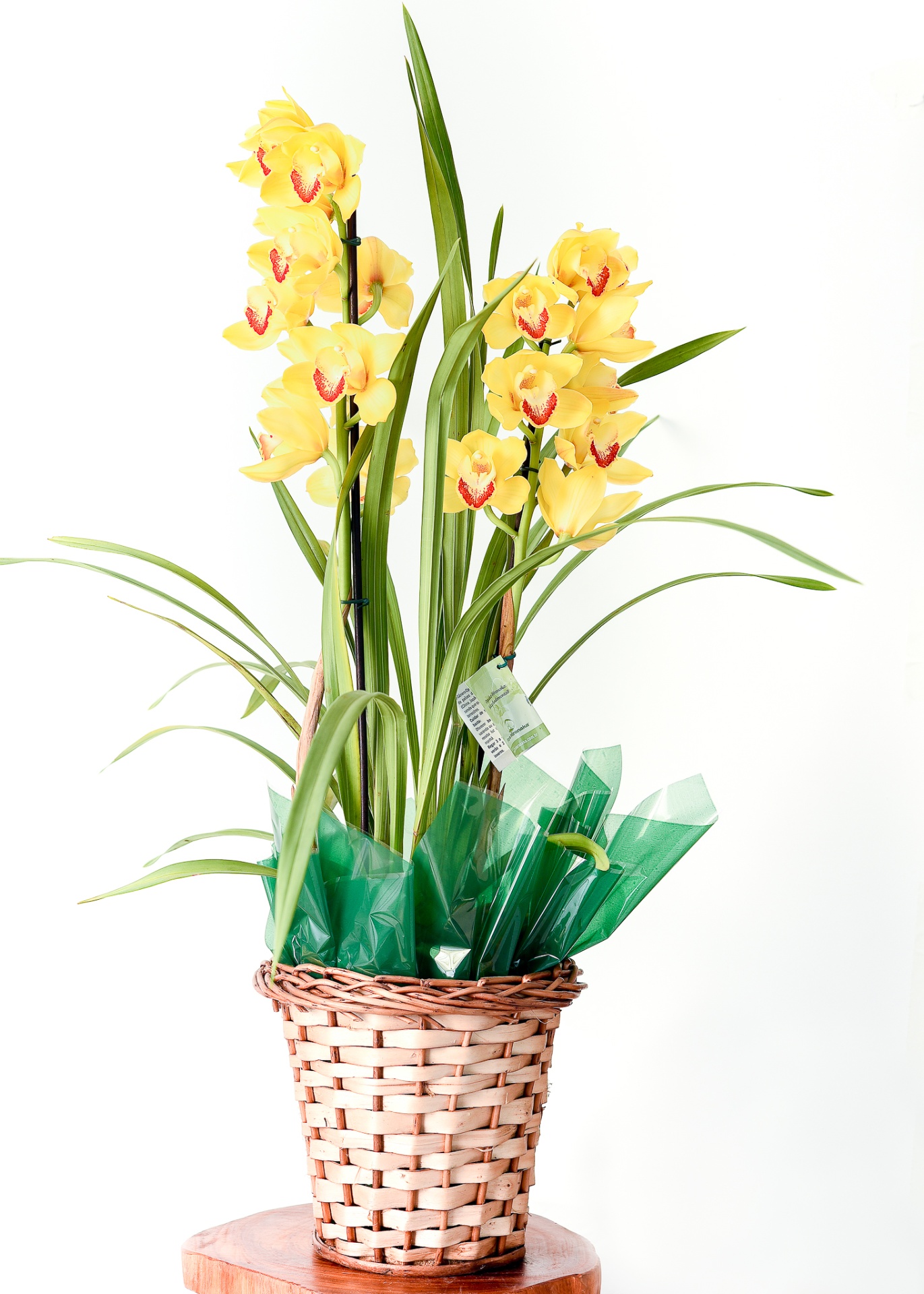 Orquídea Cymbidium Amarela