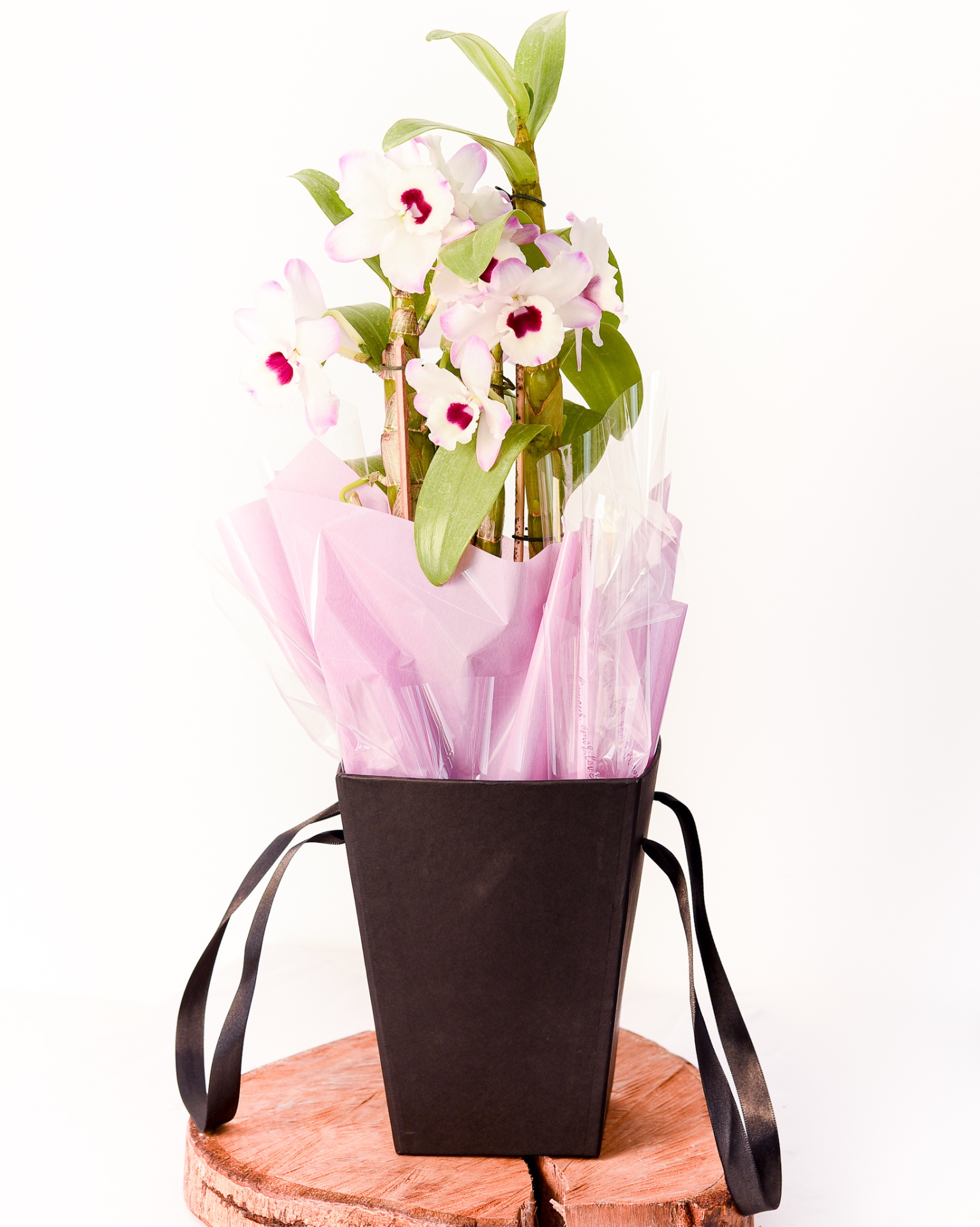 Orquídea Dendrobium Black