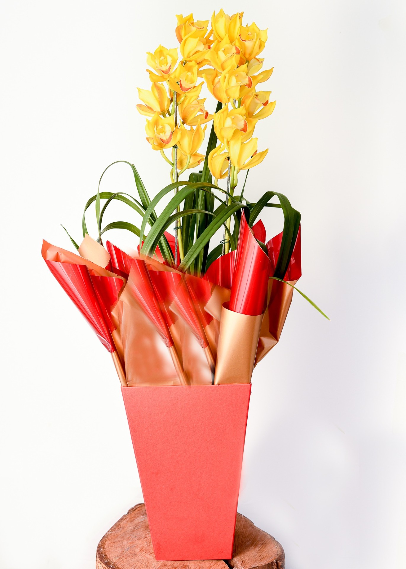 Orquídea Solar Amarela